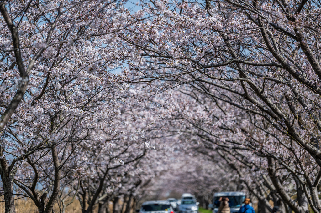 桜のトンネル