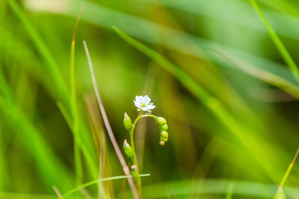 モウセンゴケの花-2