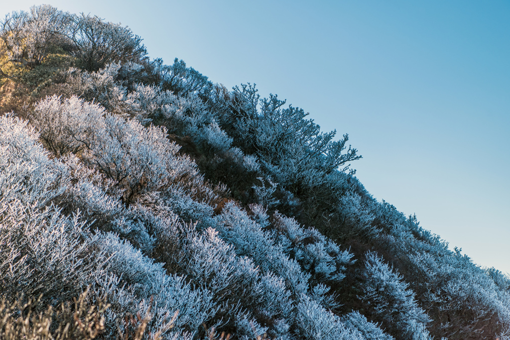 妙見岳の霧氷-2