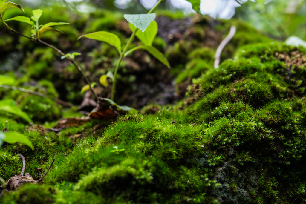 苔むす岩@鬼人谷
