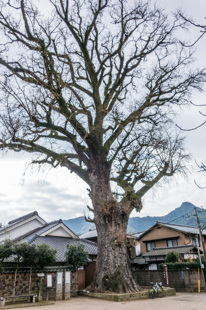 有田の大公孫樹