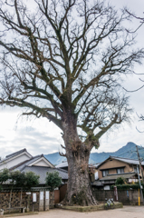 有田の大公孫樹