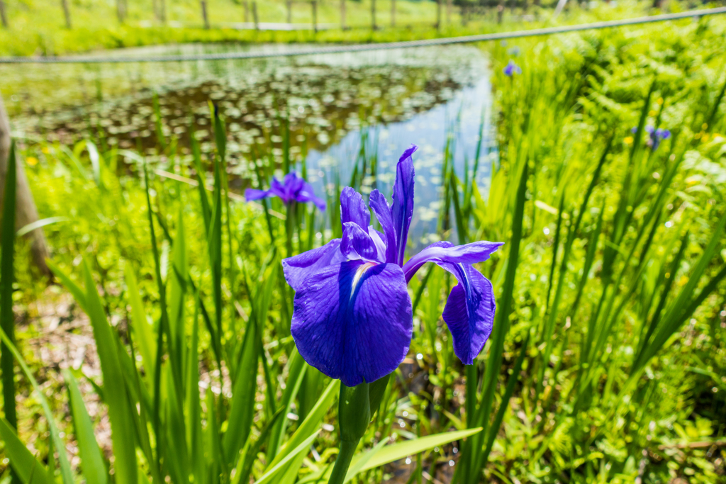 カキツバタ