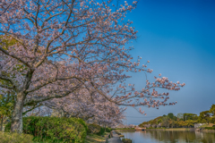 堀端の桜-1