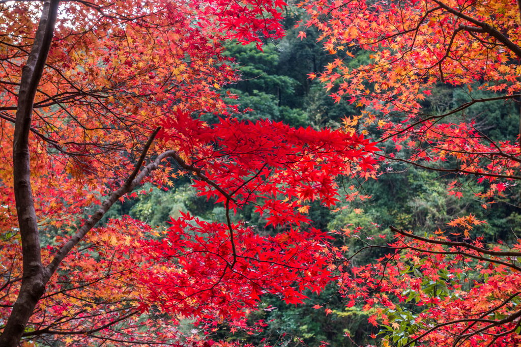 雄淵雌淵の紅葉-2