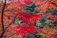 雄淵雌淵の紅葉-2