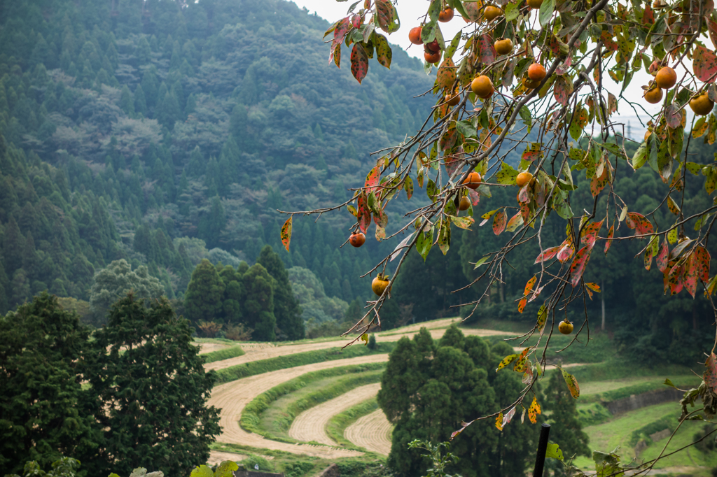 柿と棚田