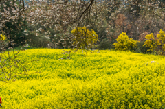 馬場の山桜-三分咲-3