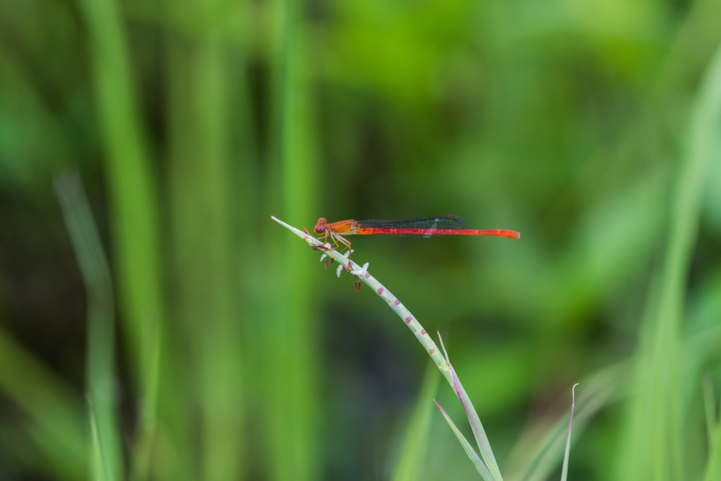 ベニイトトンボ-2