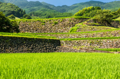 南川原の棚田