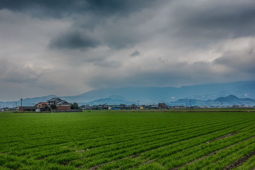 青くなった麦畑