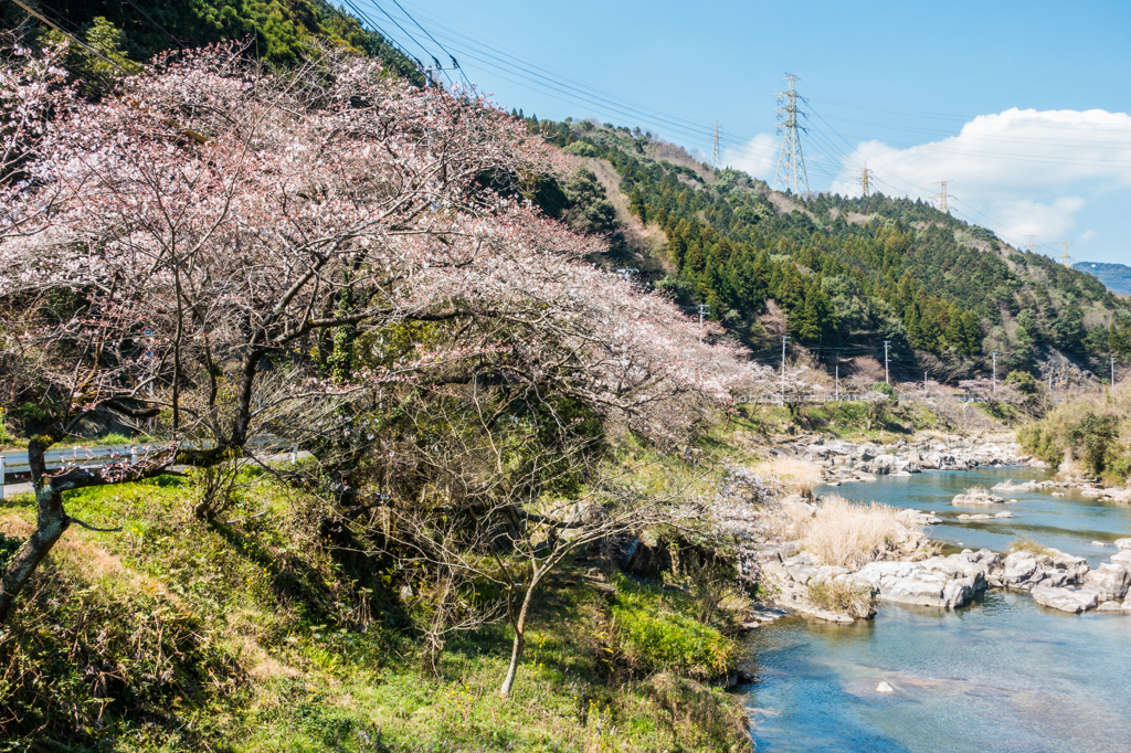 川上峡の桜並木