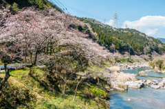 川上峡の桜並木 川上峡の桜並木