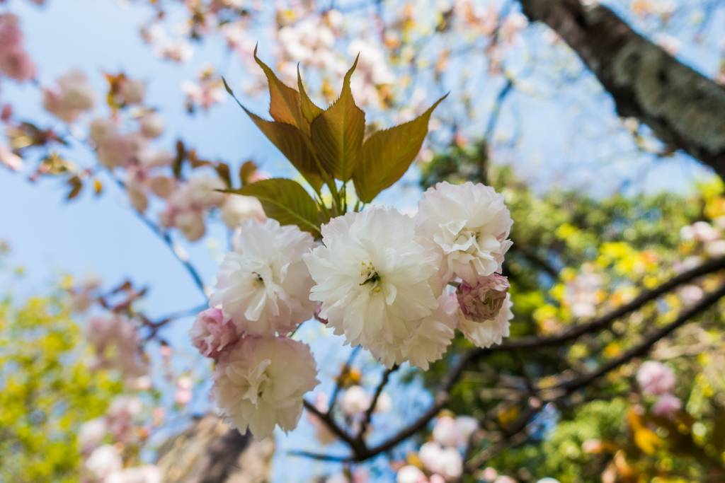 江里山の八重桜-2