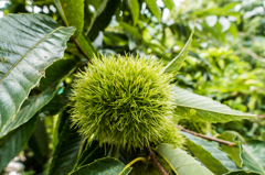 栗の実