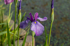 堀端の花菖蒲-1