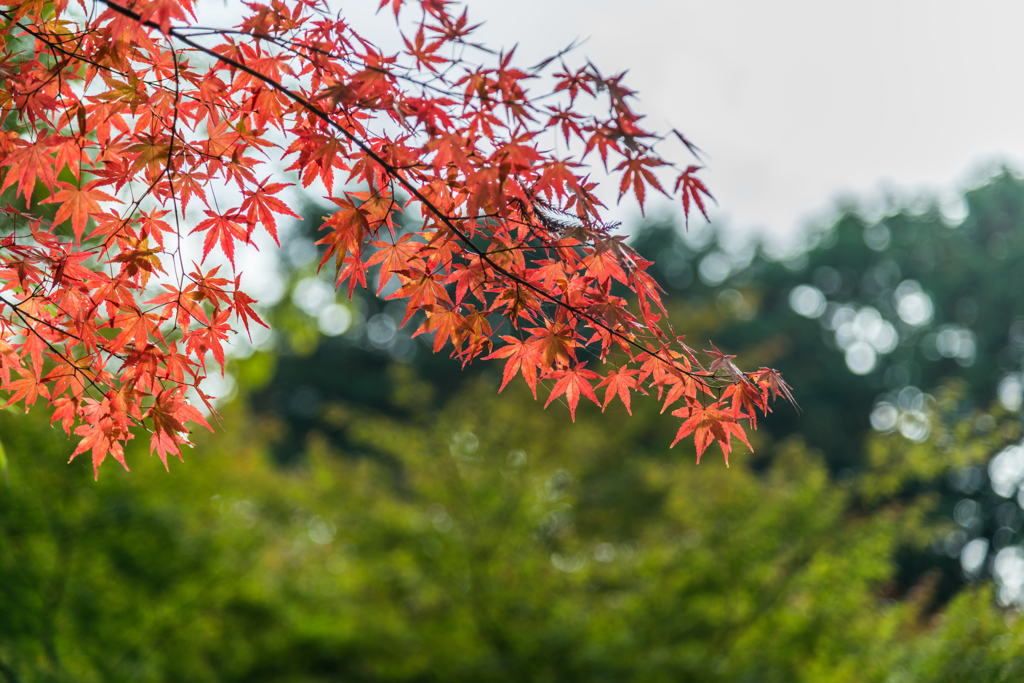 若宮八幡宮奥の紅葉-1
