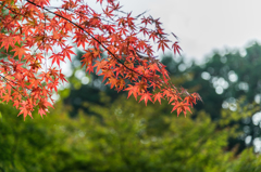 若宮八幡宮奥の紅葉-1