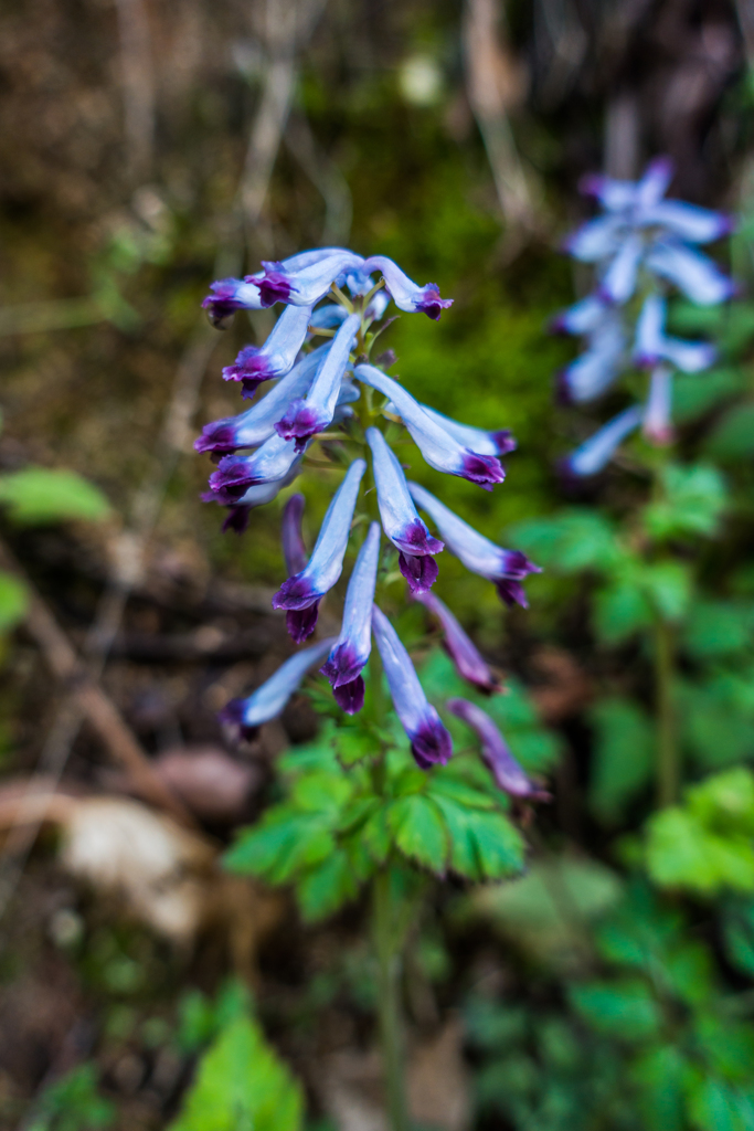 ムラサキケマン