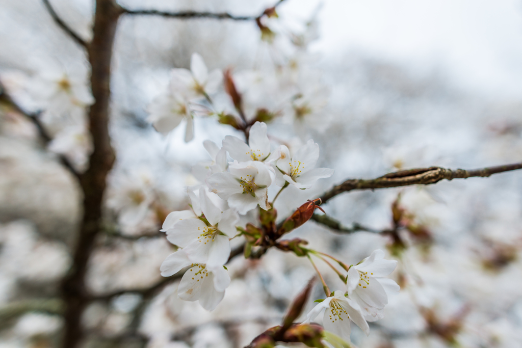 旧久保山分校の山桜-6