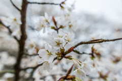 旧久保山分校の山桜-6