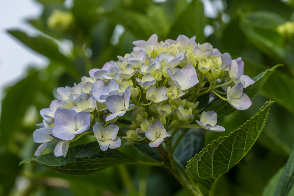 今季初アジサイ-2