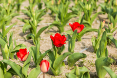 諸富のチューリップ-1