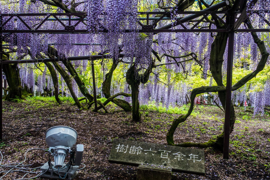 樹齢六百余年