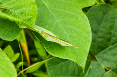 キイトトンボ♀