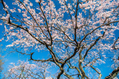 宝珠寺のヒメシダレ-7