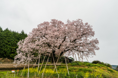 吉田の百年桜-2