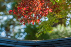 白石神社のモミジ-3