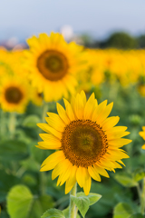 渕のひまわり-1