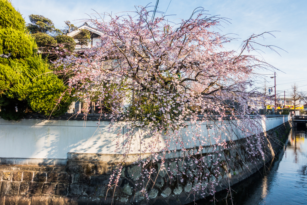 クリーク、白壁、枝垂桜