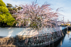 クリーク、白壁、枝垂桜 クリーク、白壁、枝垂桜
