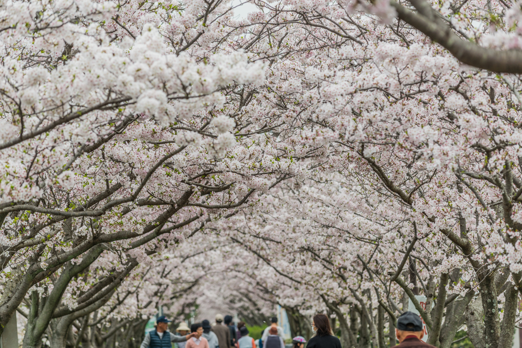 サイクリングロードの桜-3