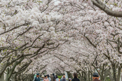 サイクリングロードの桜-3