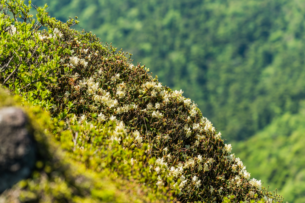 普賢岳山頂のヒカゲツツジ