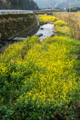 菜の花の川