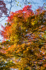 雄淵雌淵の紅葉-2