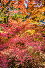 白石神社のイロハモミジ