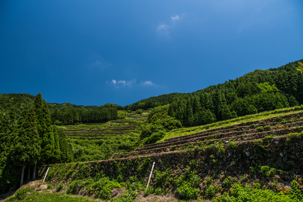 太平の棚田