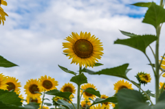 渕のひまわり-4