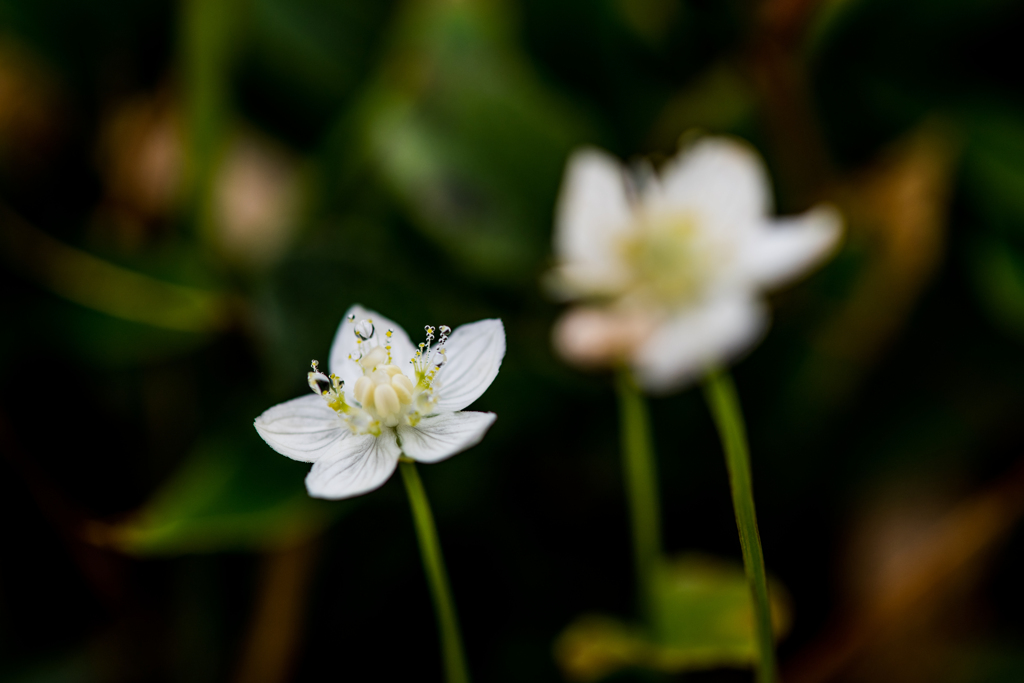 ウメバチソウ