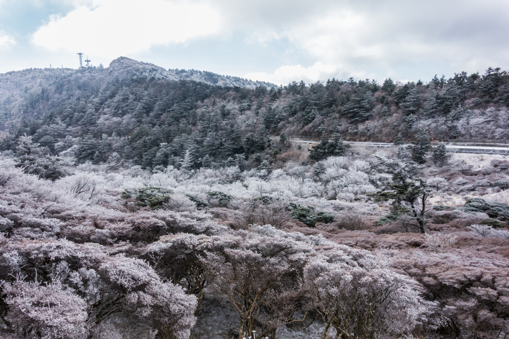 仁田峠の霧氷