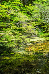 山吹水源-9