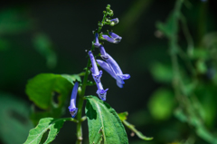 タカクマヒキオコシ