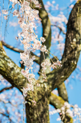 宝珠寺のしだれ桜-9