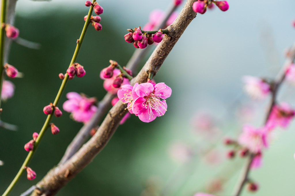 牛尾神社の紅梅-3