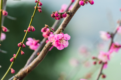 牛尾神社の紅梅-3